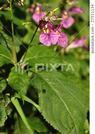 鳳仙花 27551134