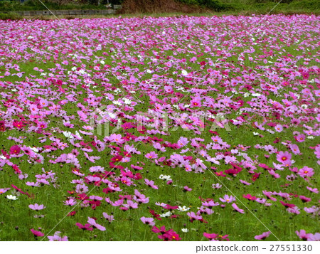 Cosmos field Cosmos field 27551330