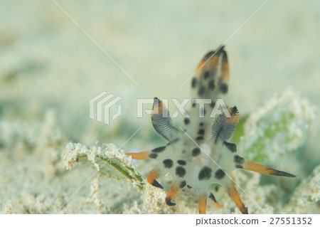 A kind of Fujita Umibus 1 A kind of Fujita Umibus 1 27551352