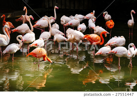 Flamingo  27551447