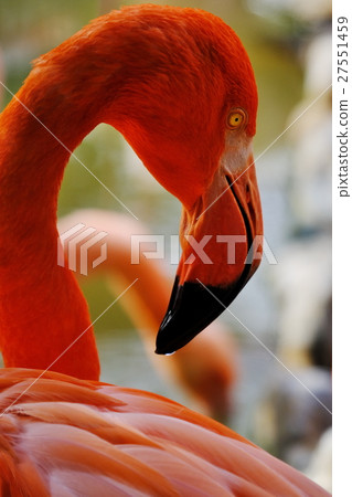 火烈鳥 火烈鳥 27551459