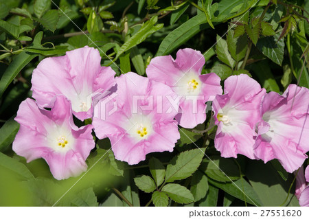 Hirao Gao Hirao Gao 27551620