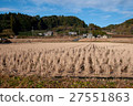 Winter rice field 27551863