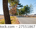 Old Tokaido pine row of trees 27551867