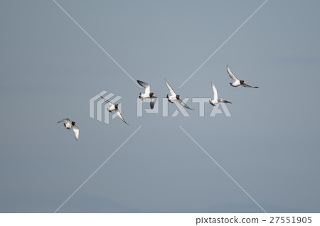 Miyakodori wintering in the Ariake Sea 27551905