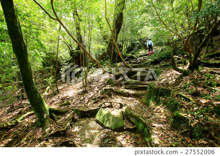 Yakushima Shiratani Unsuikyo Yakushima Shiratani Unsuikyo 27552006