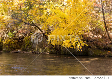 福島縣阿布庫馬河上游賽戈上游（11月） 27554104