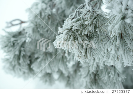 covered Christmas fir branch in winter forest 27555577