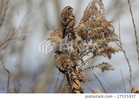 Benimasico和他的妻子 Benimasico和他的妻子 27555937