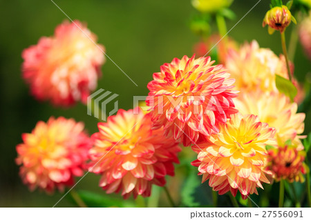 Dahlia variety (Apple Mango) 27556091