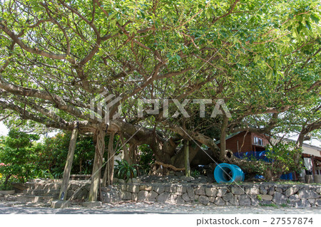 Kochi prefecture Ogetsucho Kashiwajima · Inari shrine's big tree of trees 27557874