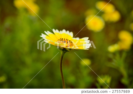 祖瑪giro雛菊 27557989