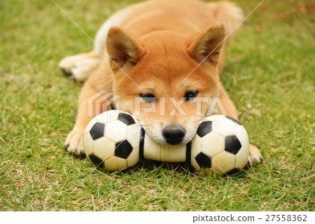 Shiba / puppy 27558362