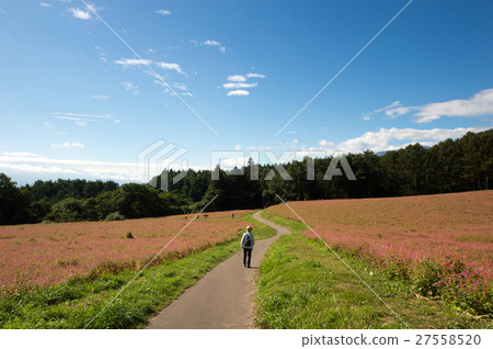 Red soba no Sato 27558520