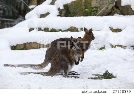 Red-necked Wallaby in snowy winter 27558579