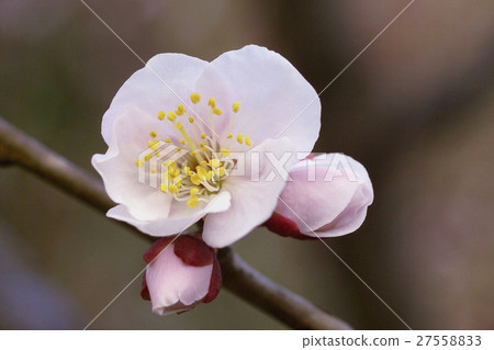 Anzu flower 27558833