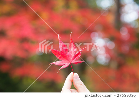 Red autumn leaves Red autumn leaves 27559350