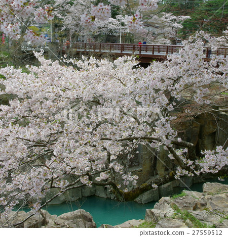 Harumi Riki of Spring 27559512