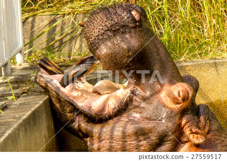 河馬 河馬 27559517