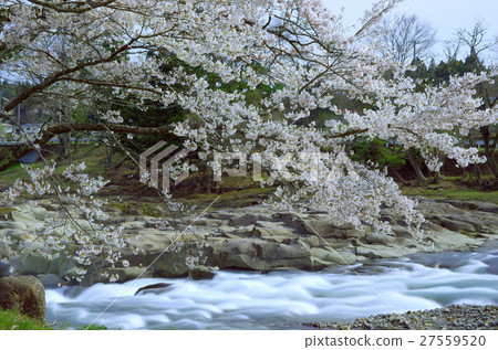 春天的嚴美溪（岩手縣一關市） 27559520