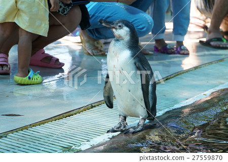Penguin, Zoo, Safari Penguin, Zoo, Safari 27559870