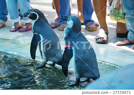 Penguin, Zoo, Safari Penguin, Zoo, Safari 27559871