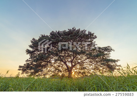 Giant rain tree on green fields at sunset Giant rain tree on green fields at sunset 27559883