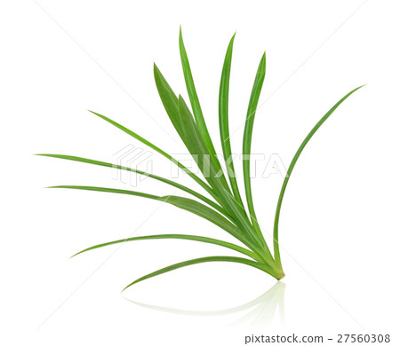 Pandanus Palm, Fragrant Pandan, Pandom wangi 27560308
