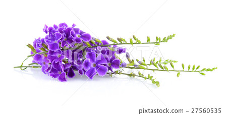 Purple flowers on white background Purple flowers on white background 27560535