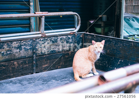 貓,流浪貓,動物,小貓,cat 27561056