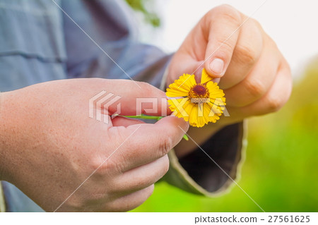 Man pulling petals from flower 27561625
