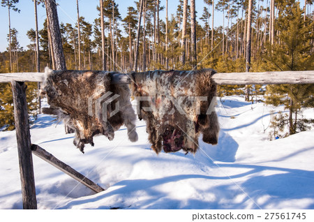 Reindeer pelt drying. Reindeer pelt drying. 27561745