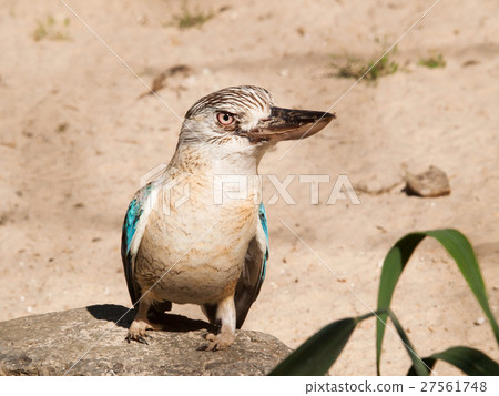 Blue winged kookaburra kingfisher - Dacelo leachii 27561748