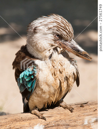 Blue winged kookaburra kingfisher - Dacelo leachii 27561749