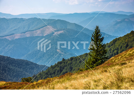 Spruce forest on Carpathian Mountain Range 27562096