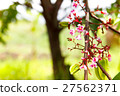 Blossom tiny pink flower, star fruit tree branch 27562371