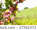 Blossom tiny pink flower, star fruit tree branch 27562372