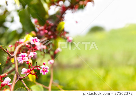 Blossom tiny pink flower, star fruit tree branch 27562372
