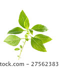 Green fresh sweet basil leafs isolated on white 27562383