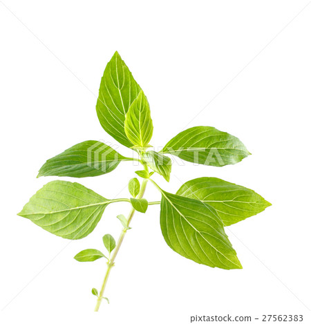 Green fresh sweet basil leafs isolated on white 27562383