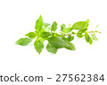 Green fresh sweet basil leafs isolated on white 27562384