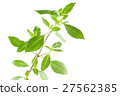 Green fresh sweet basil leafs isolated on white 27562385