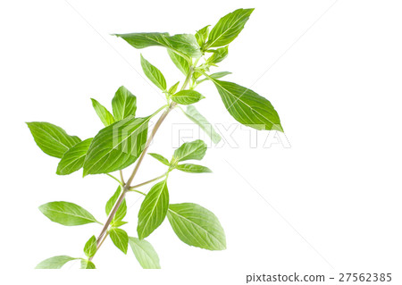 Green fresh sweet basil leafs isolated on white 27562385