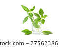 Green fresh sweet basil leafs isolated on white 27562386