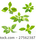 Green fresh sweet basil leafs isolated on white 27562387