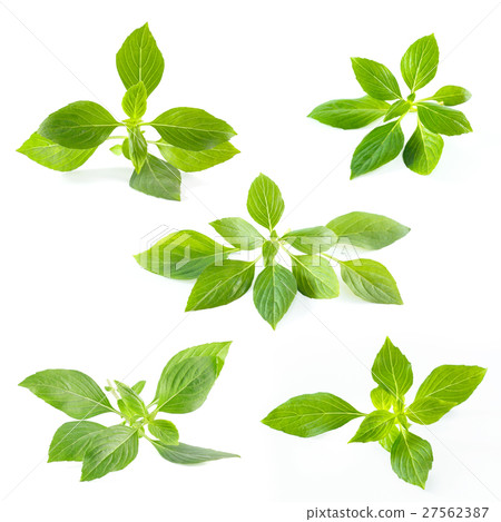 Green fresh sweet basil leafs isolated on white 27562387