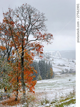 First autumn sudden snow 27562991