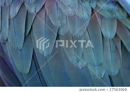 Colorful parrot feathers Colorful parrot feathers 27563008