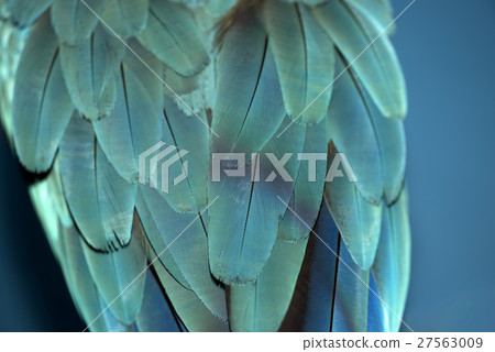 Colorful parrot feathers Colorful parrot feathers 27563009
