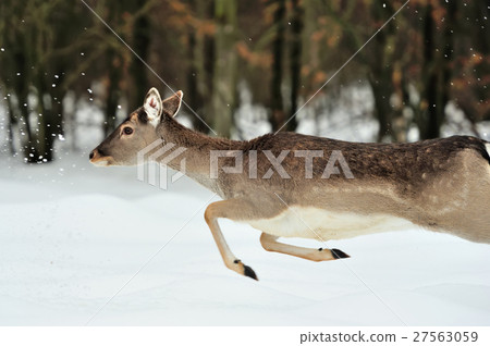 Fallow deer Fallow deer 27563059